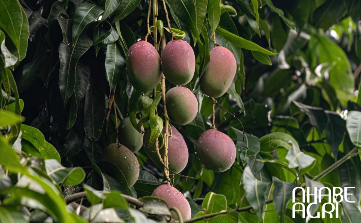 trồng cây xoài đúng cách