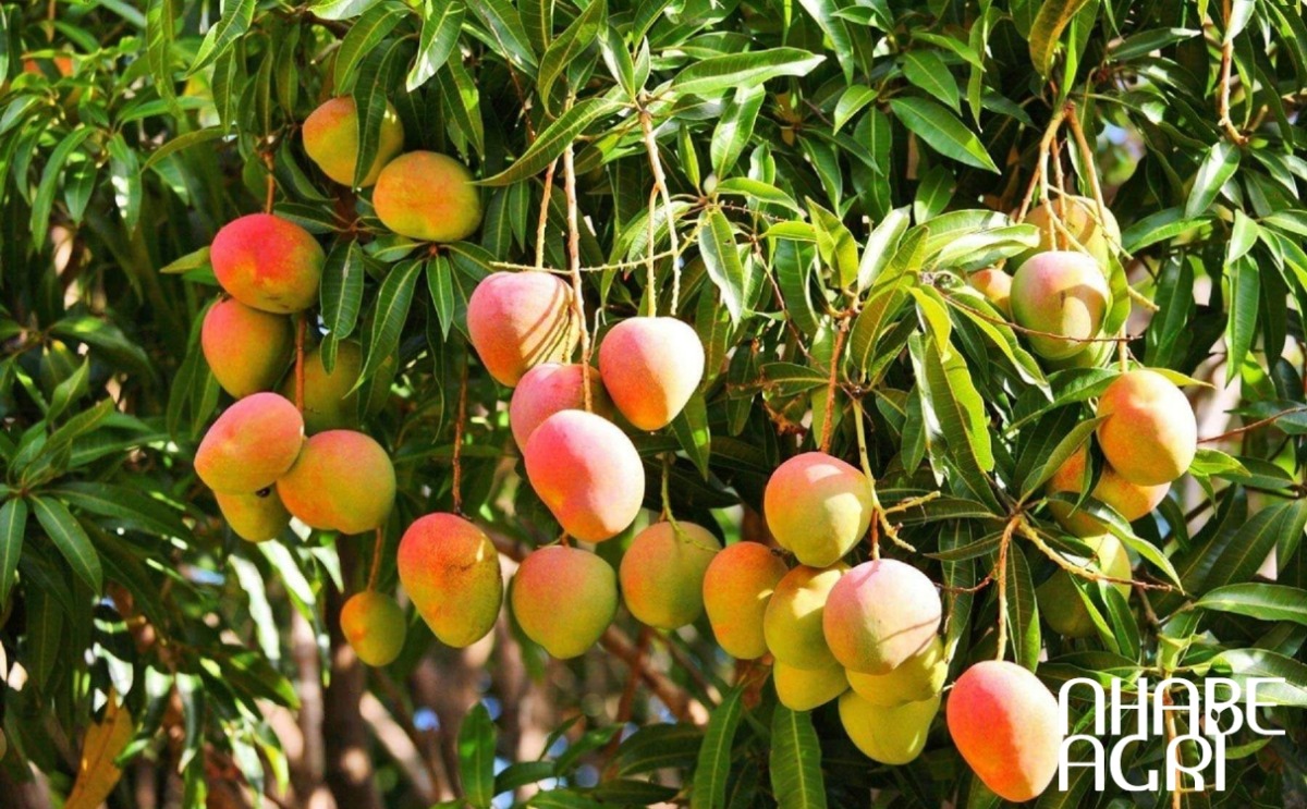 cách trồng cây xoài cách trồng cây xoài
