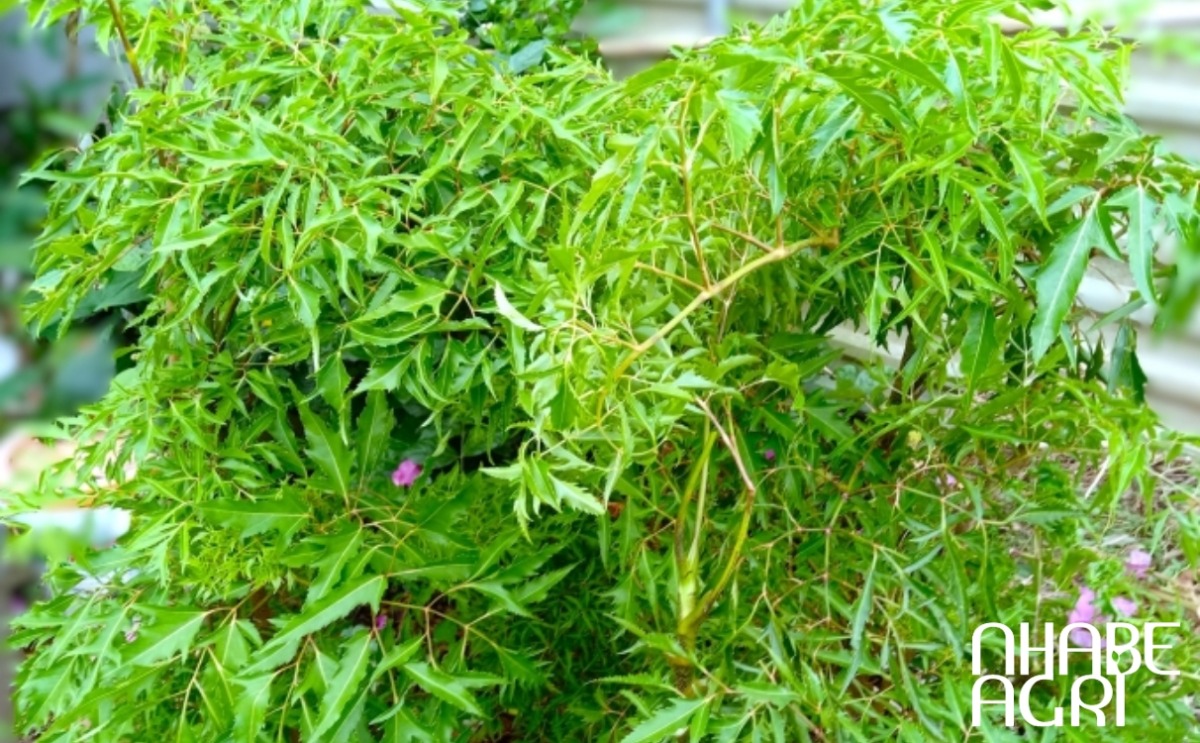 cẩm nang cây đinh lăng cẩm nang cây đinh lăng