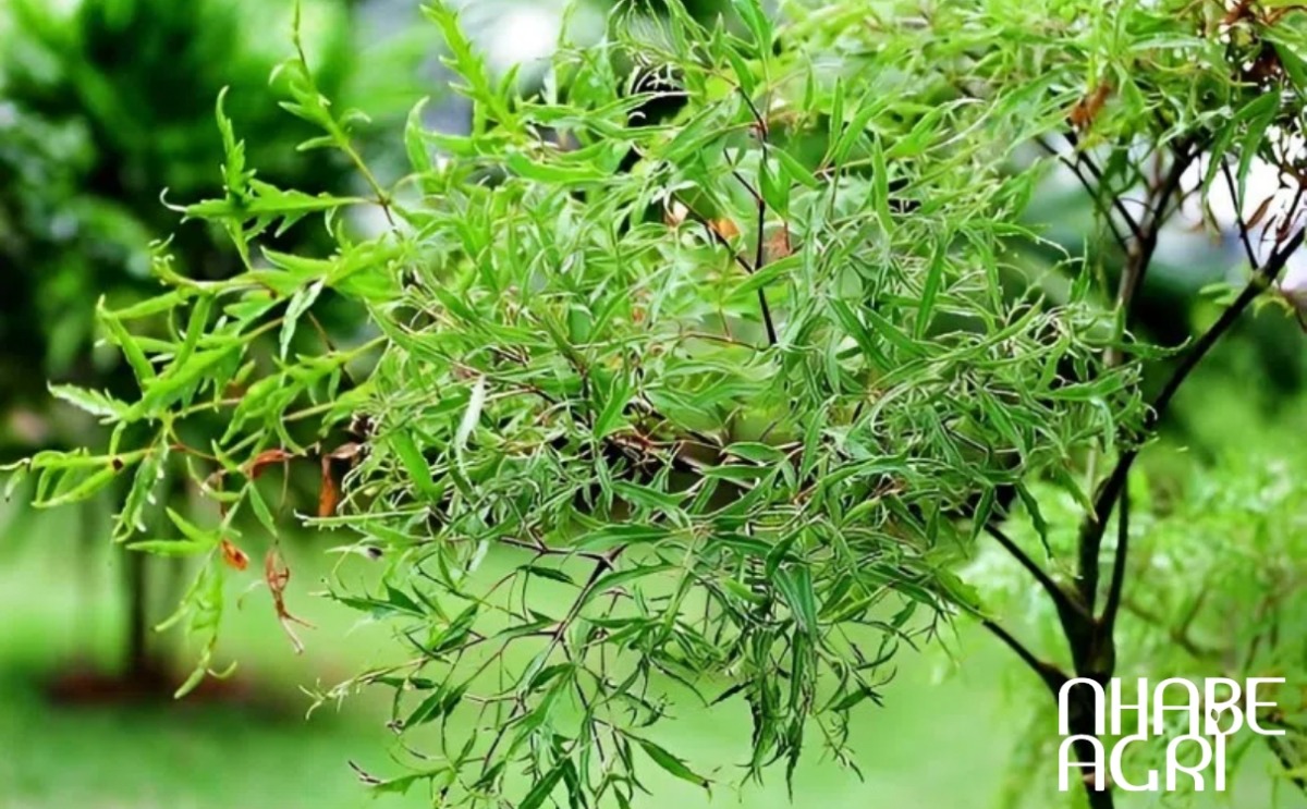 công dụng của đinh lăng
