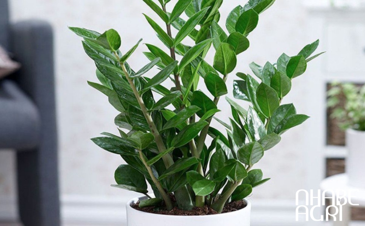 cây kim tiền cây kim tiền