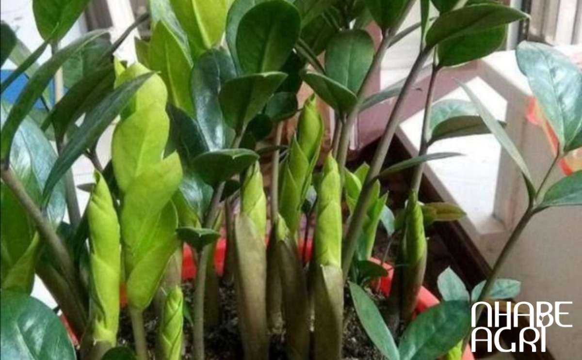 lưu ý trồng cây kim tiền