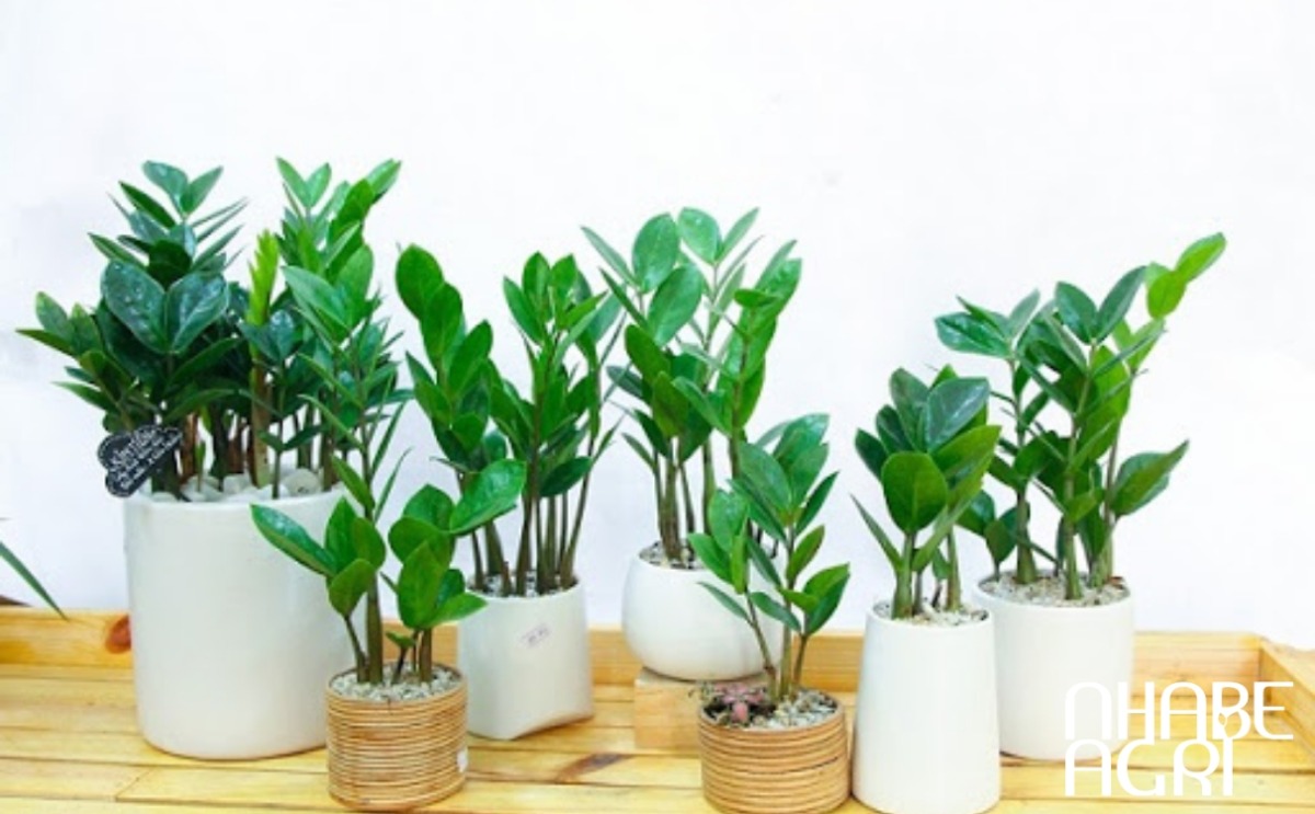 ý nghĩa cây kim tiền