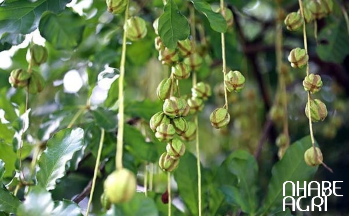 quả cây lộc vừng