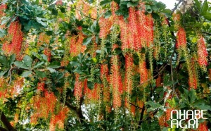 kỹ thuật trồng lộc vừng