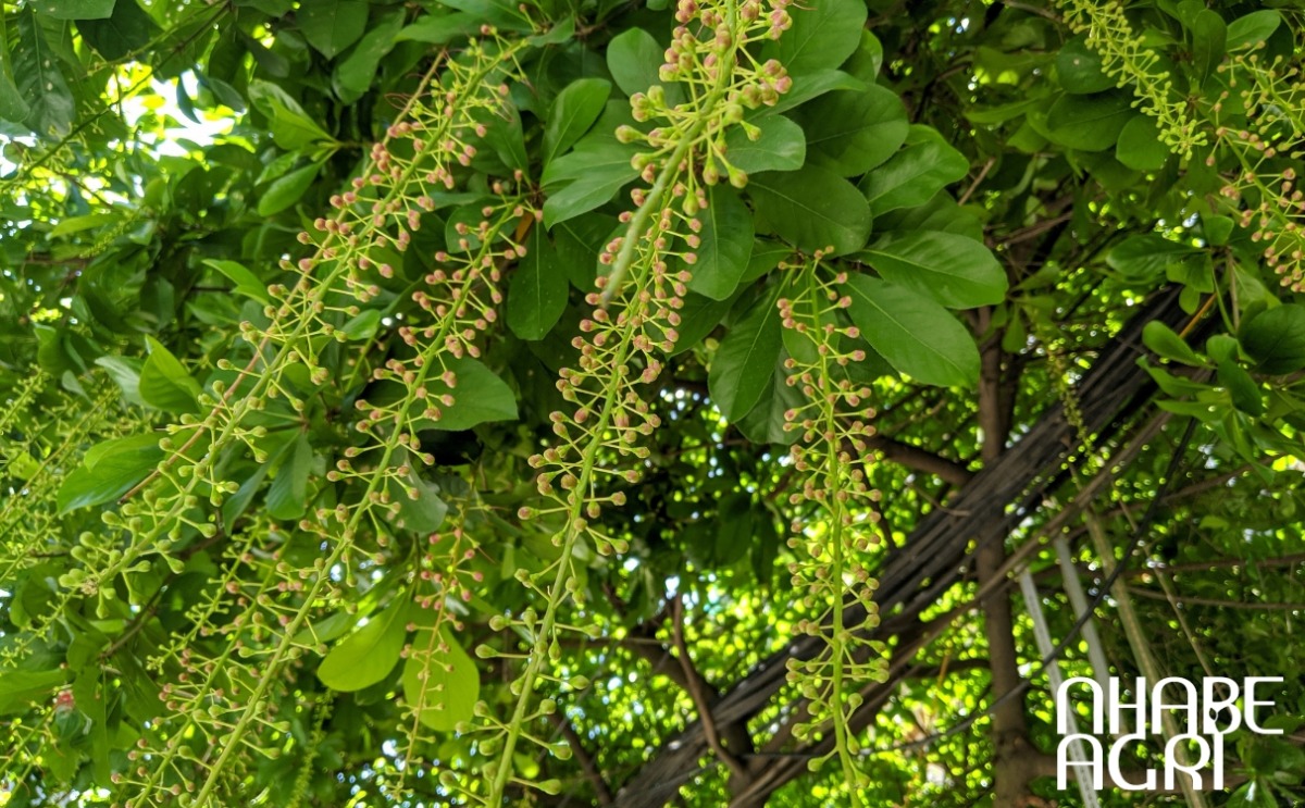 ý nghĩa phong thủy cây lộc vừng