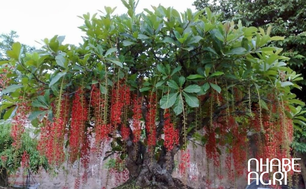 cây lộc vừng bonsai