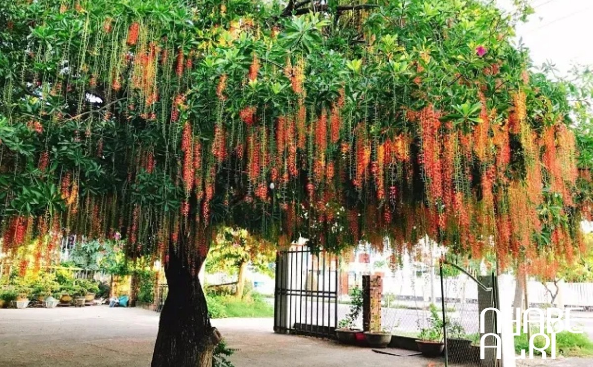 cây lộc vừng