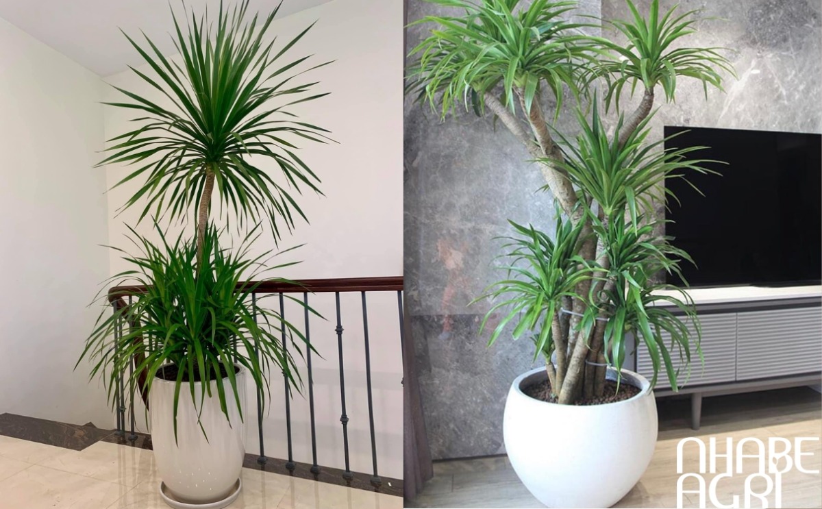ý nghĩa phong thủy phát tài núi ý nghĩa phong thủy phát tài núi
