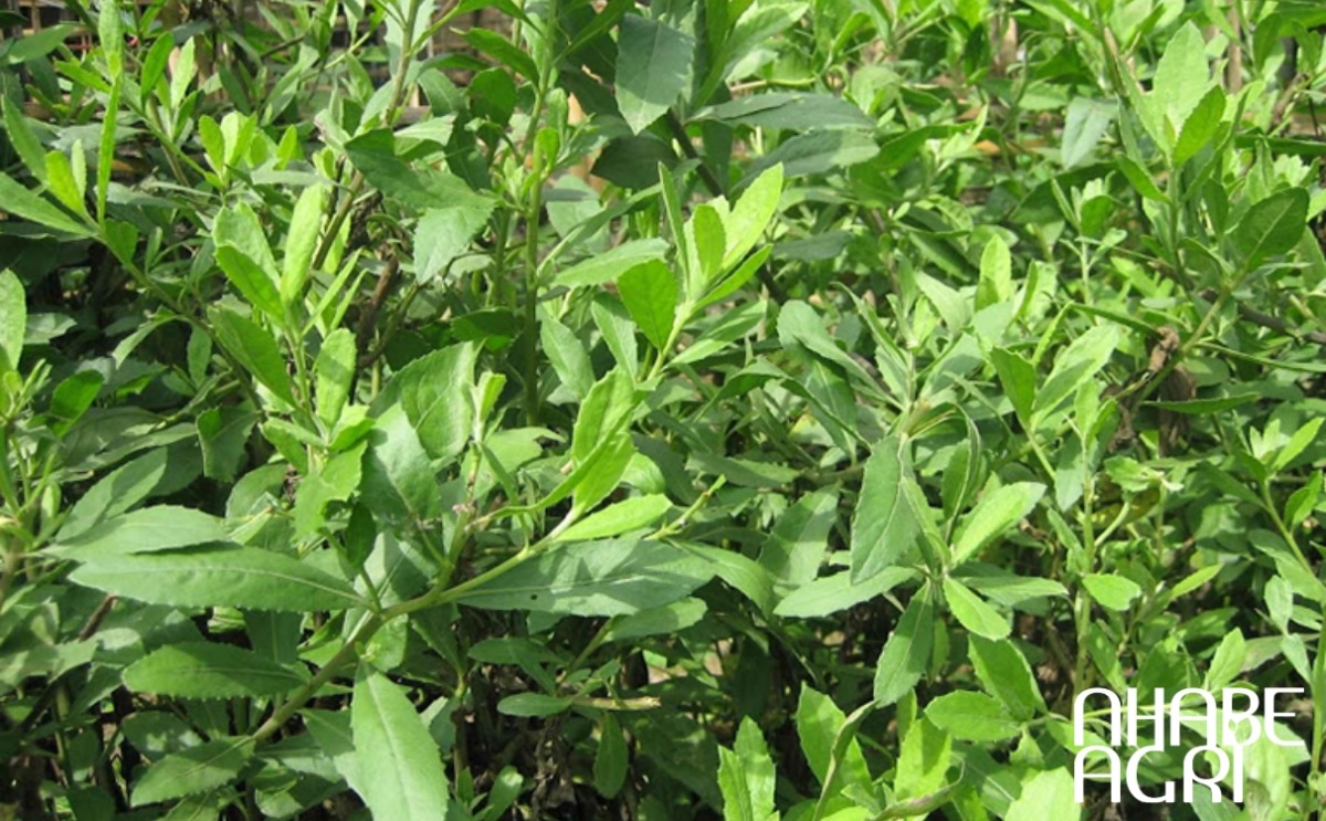 trồng cây từ bi