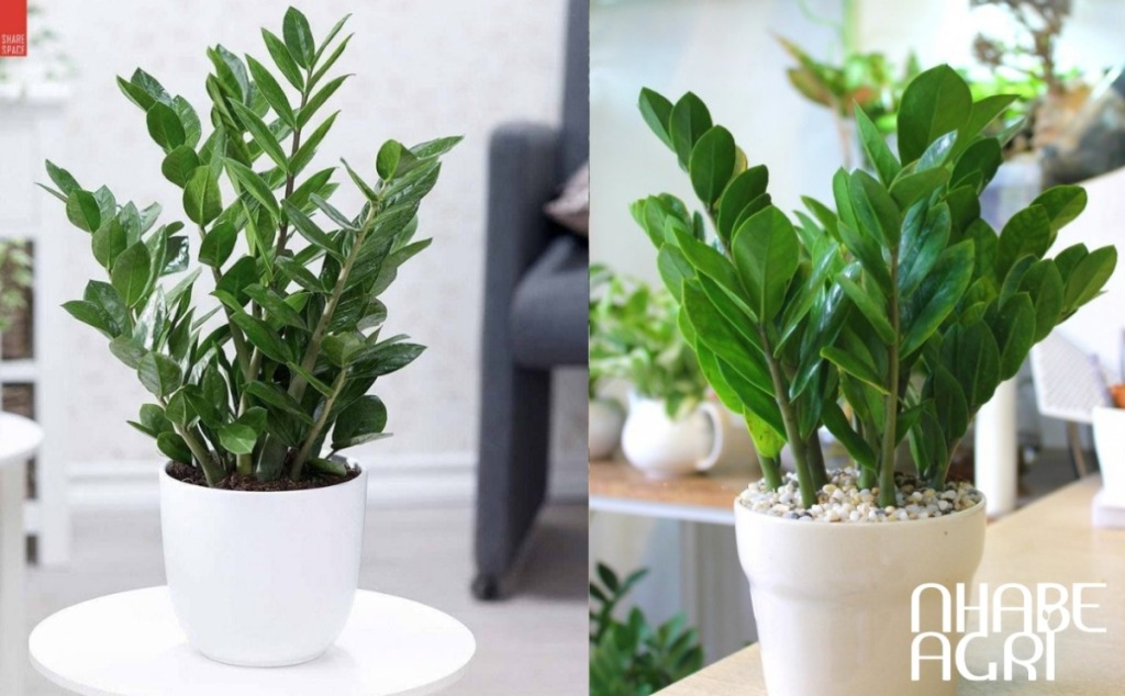 lợi ích của cây kim tiền trong văn phòng