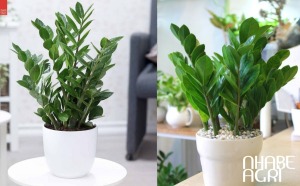 lợi ích của cây kim tiền trong văn phòng