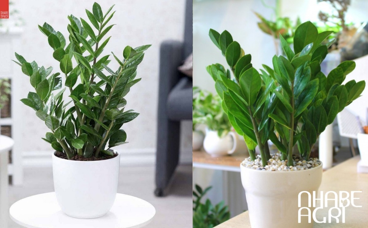 lợi ích của cây kim tiền trong văn phòng
