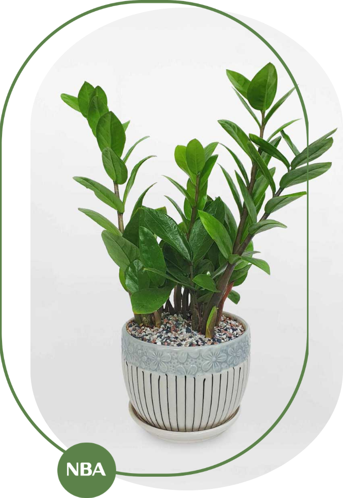 lợi ích của cây kim tiền