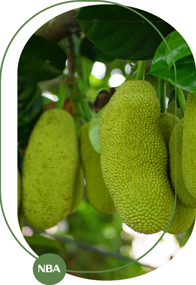 mít bị rụng trái non mít bị rụng trái non