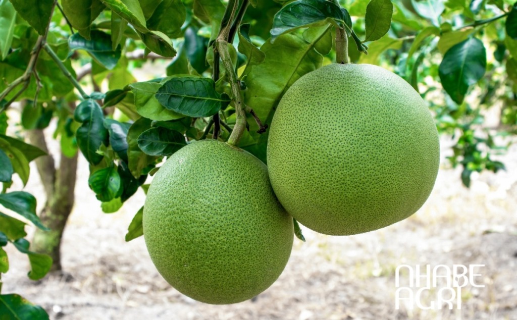 mô hình trồng bưởi năng suất cao