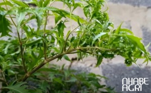 nhân giống cây đinh lăng