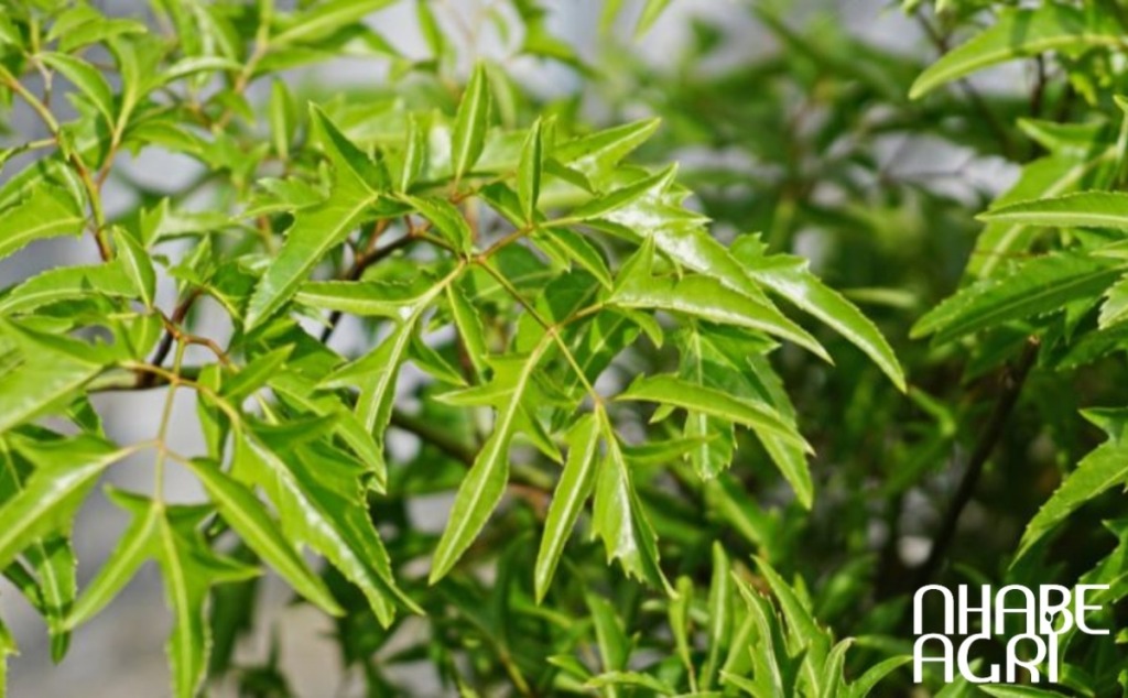 tác dụng của cây đinh lăng cho sức khỏe