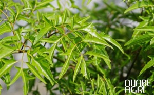 tác dụng của cây đinh lăng cho sức khỏe