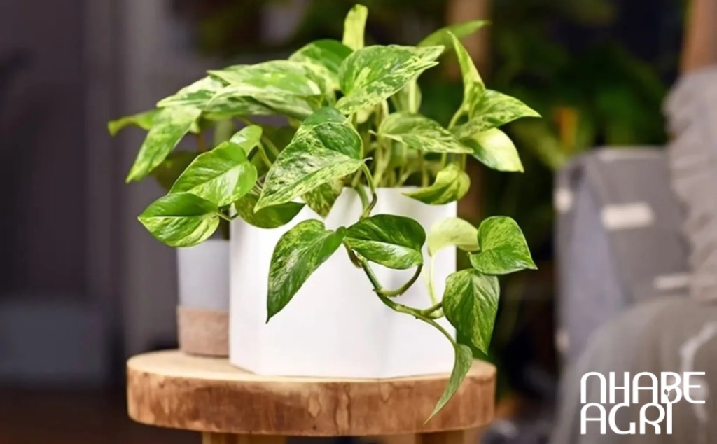 trầu bà hút khí độc trong nhà tót