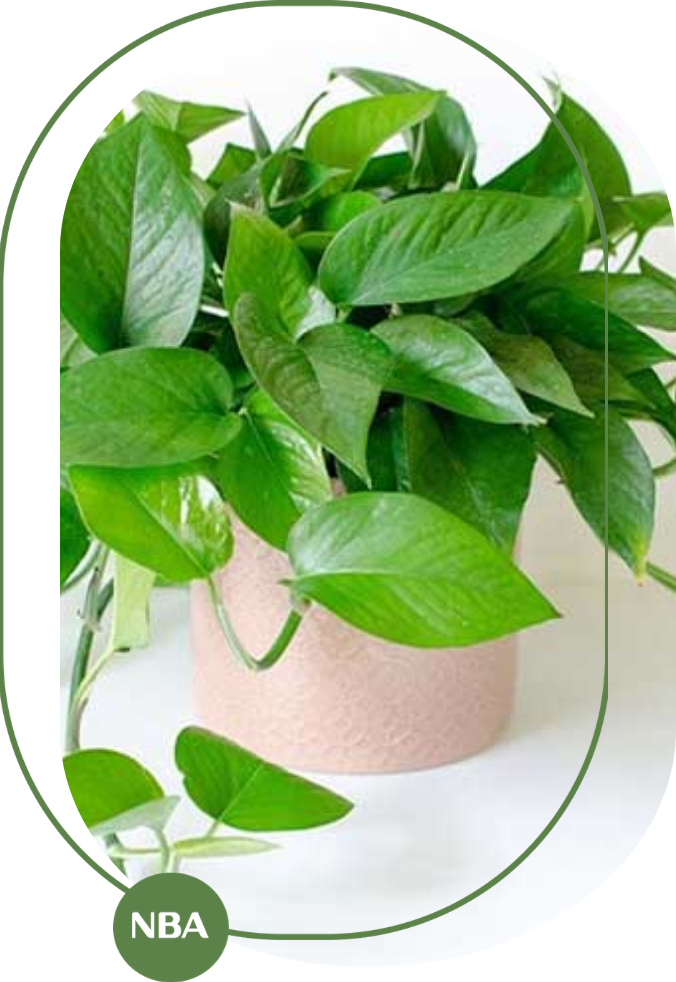 trầu bà hút khí độc trong nhà trầu bà hút khí độc trong nhà