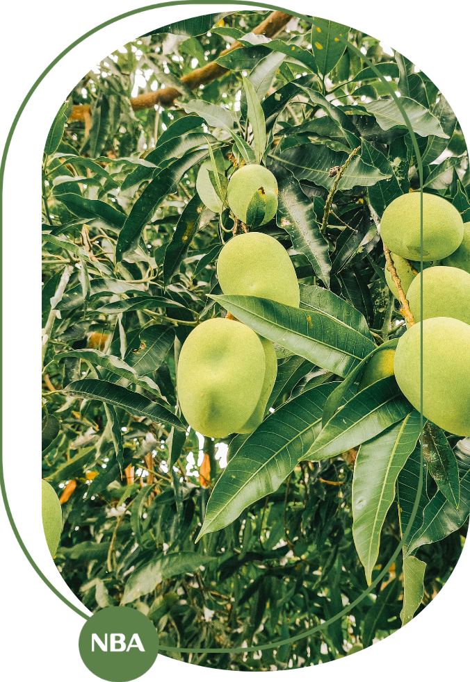 cách xử lý xoài ra hoa trái vụ hiệu quả