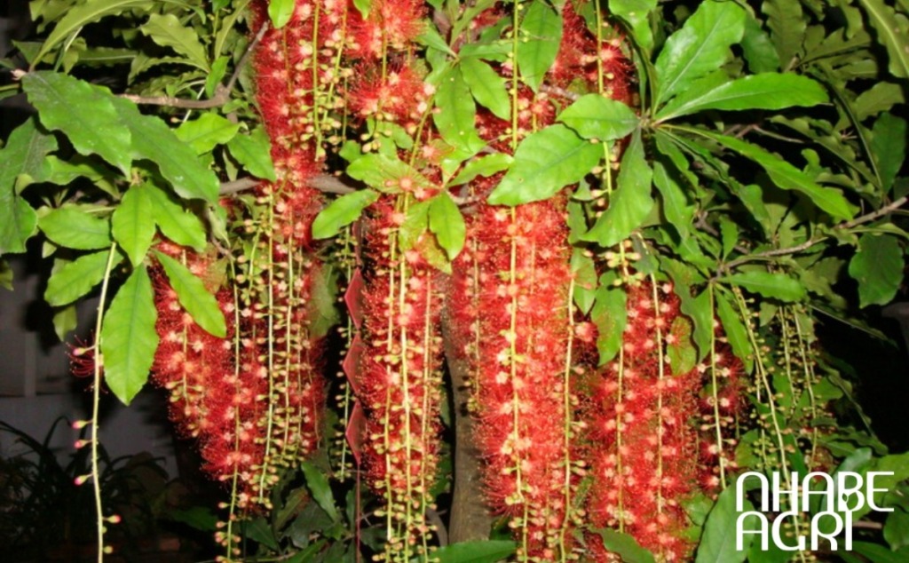 Tưới nước cho cây bí đỏ - bạn đã tưới đúng cách chưa? 11 ý nghĩa cây lộc vừng