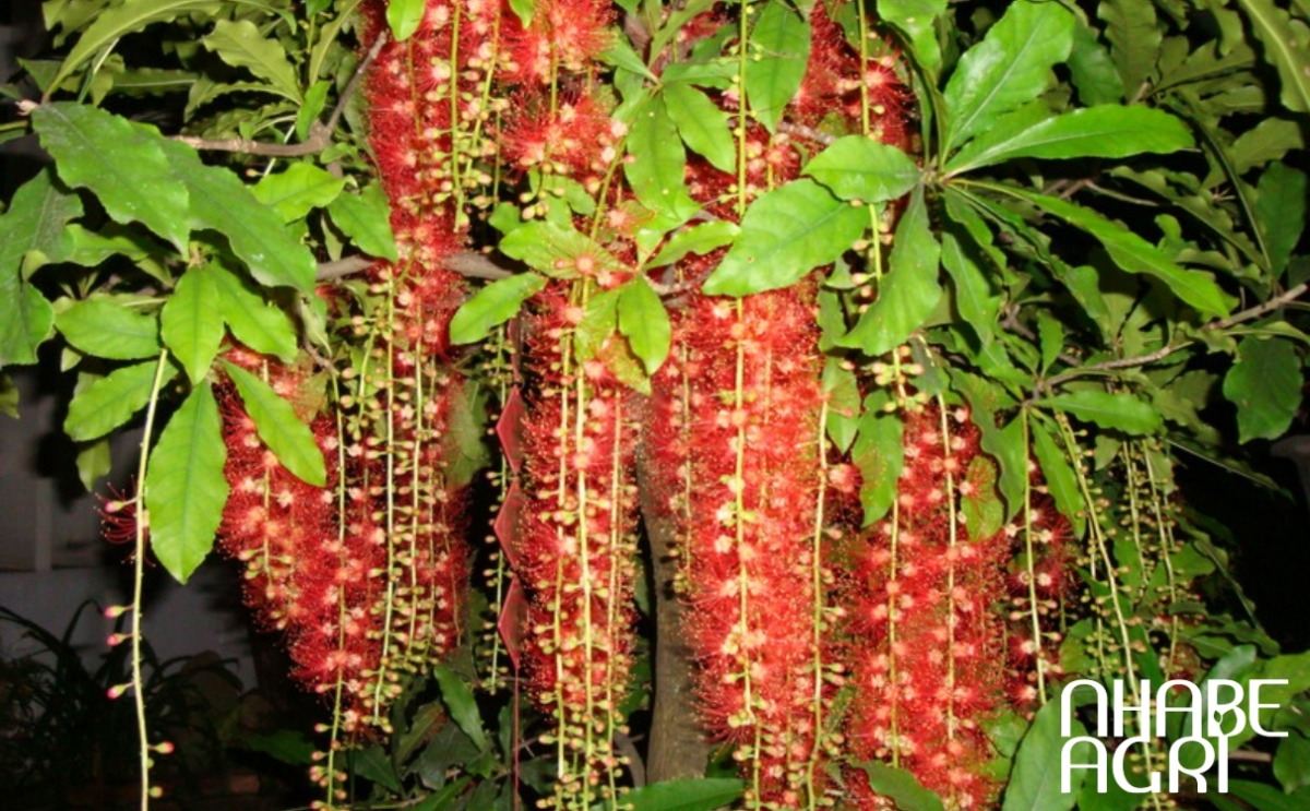 ý nghĩa cây lộc vừng ý nghĩa cây lộc vừng