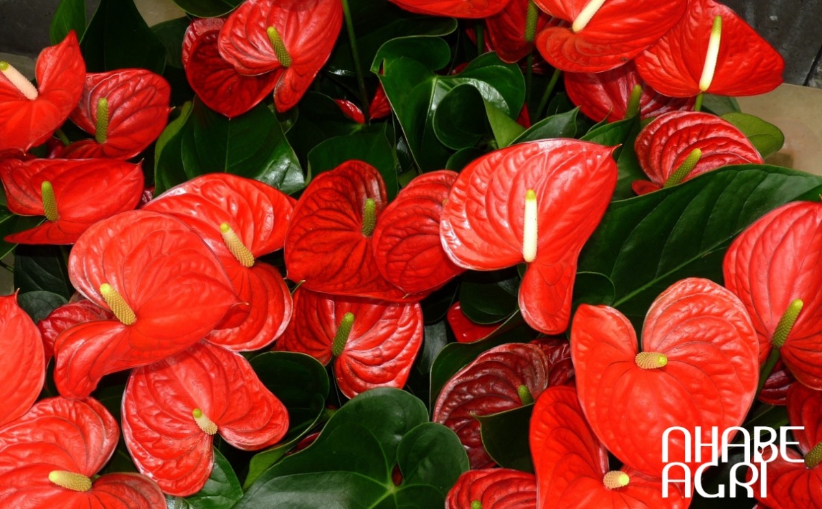 Cây hồng môn Cây hồng môn