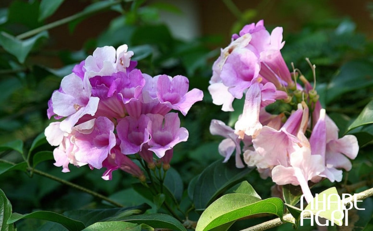 cây lan tỏi cây lan tỏi