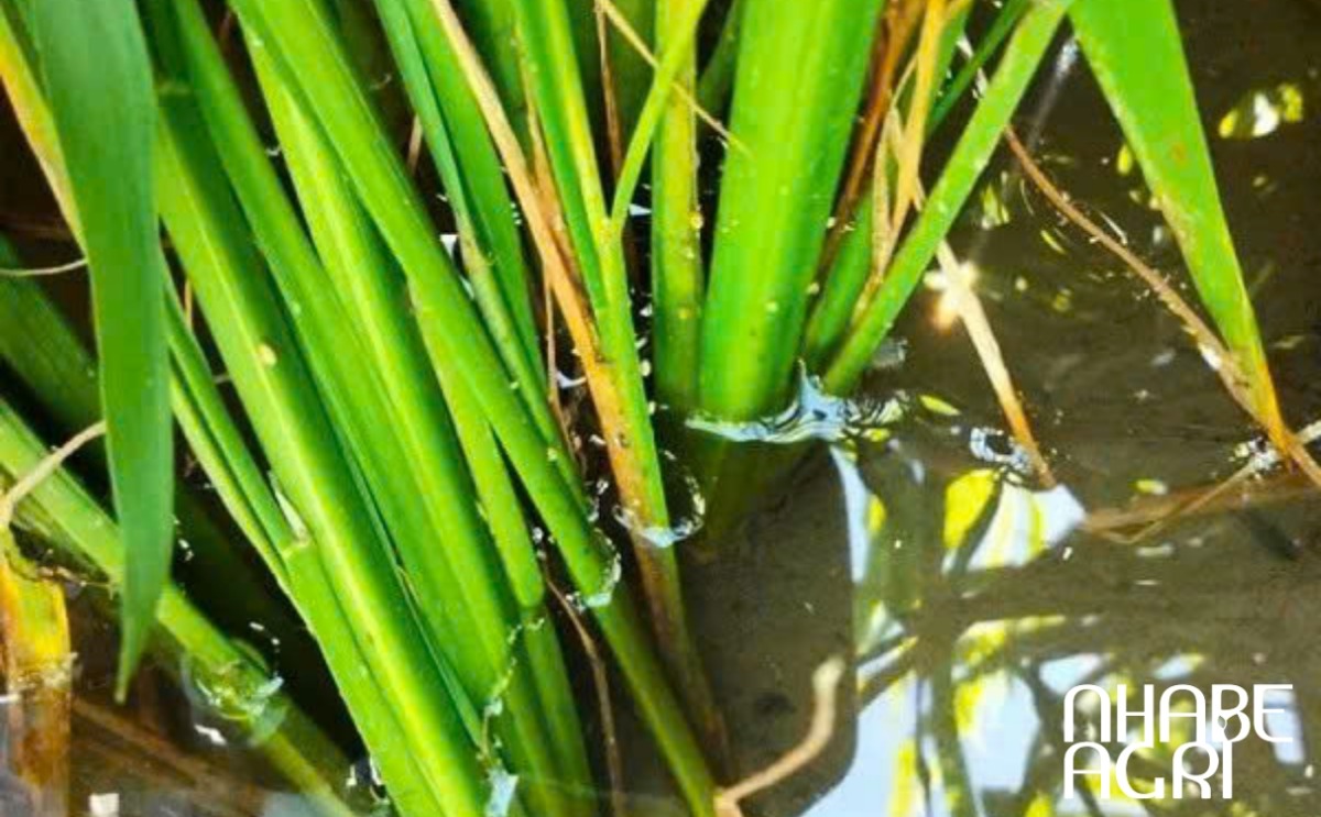 phòng ngừa rầy nâu phòng ngừa rầy nâu
