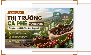 báo cáo thị trường cà phê tuần 22/2026