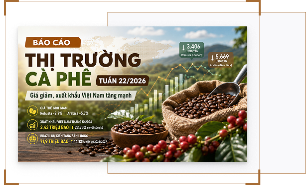 báo cáo thị trường cà phê tuần 22/2026