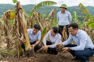 Bệnh héo vàng chuối do Fusarium TR4: Cần quản lý đồng bộ từ gốc
