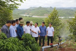 Canh tác bền vững: Tây Nguyên tìm lời giải cho cà phê, sầu riêng