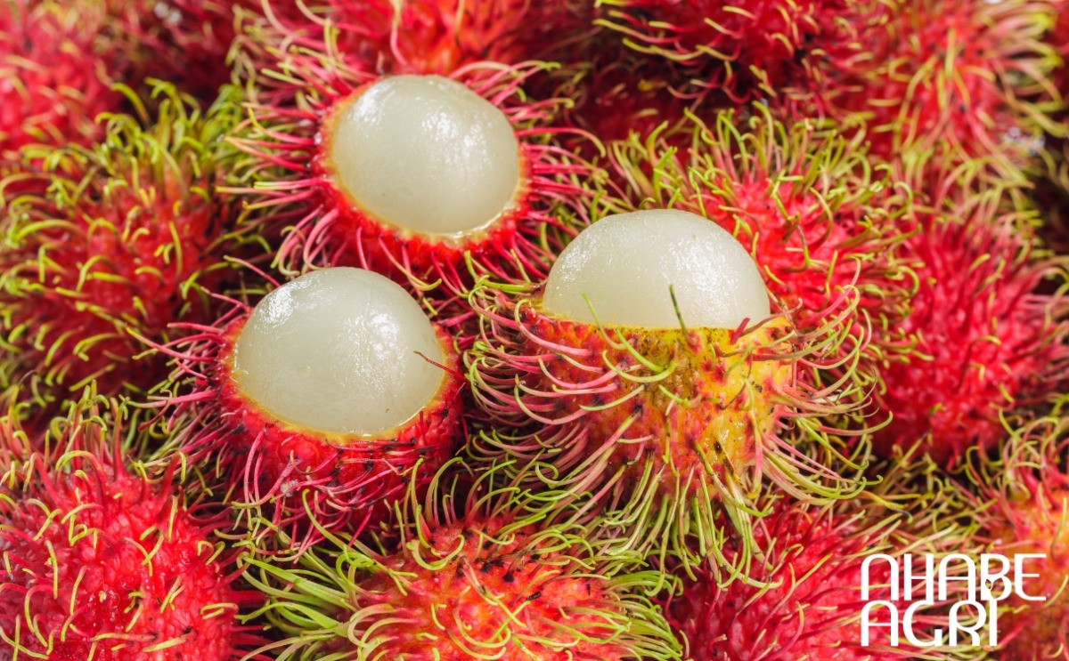 thu hoạch chôm chôm thu hoạch chôm chôm