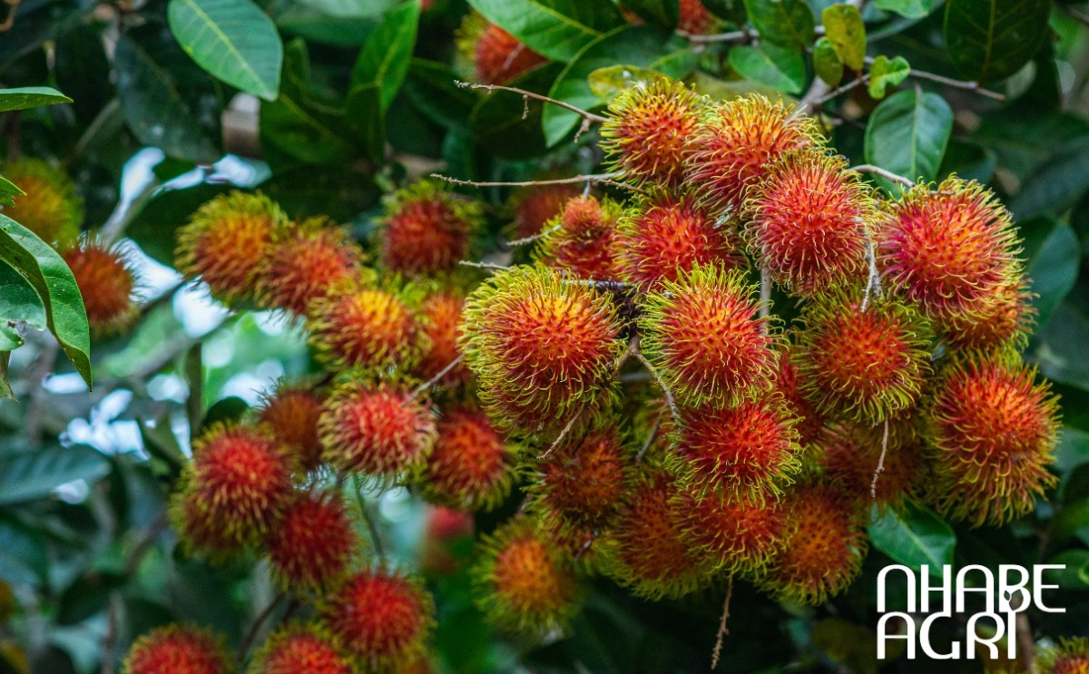 trồng cây chôm chôm trồng cây chôm chôm