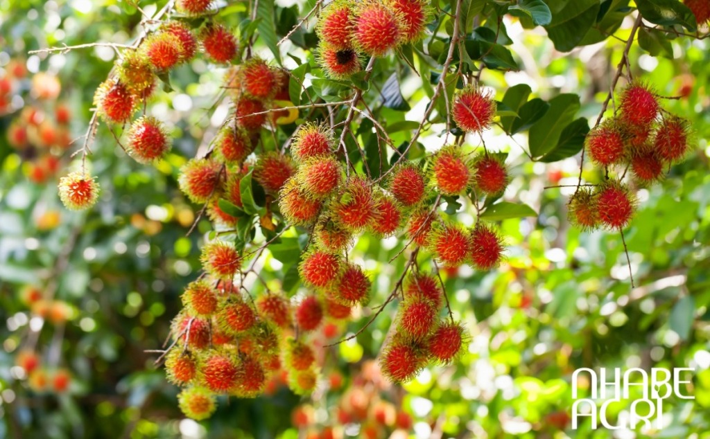 tổng quan về cây chôm chôm