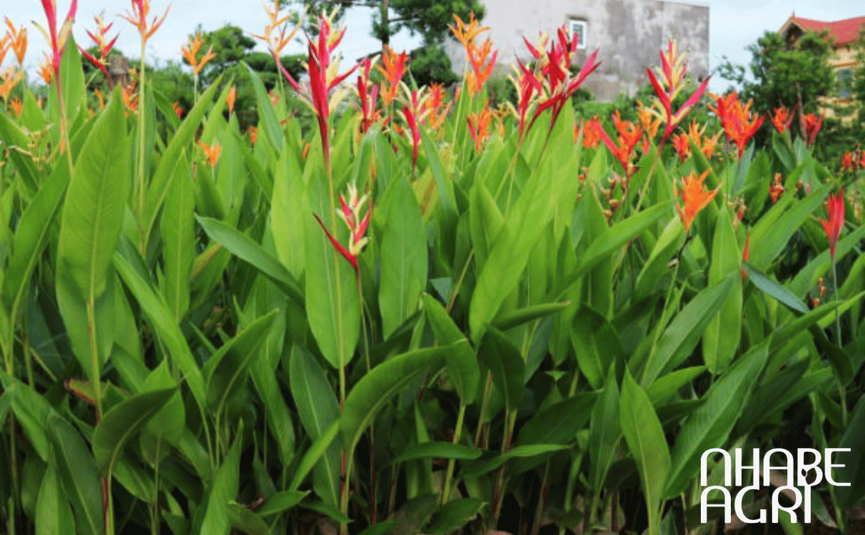 các giống chuối cảnh phổ biến các giống chuối cảnh phổ biến