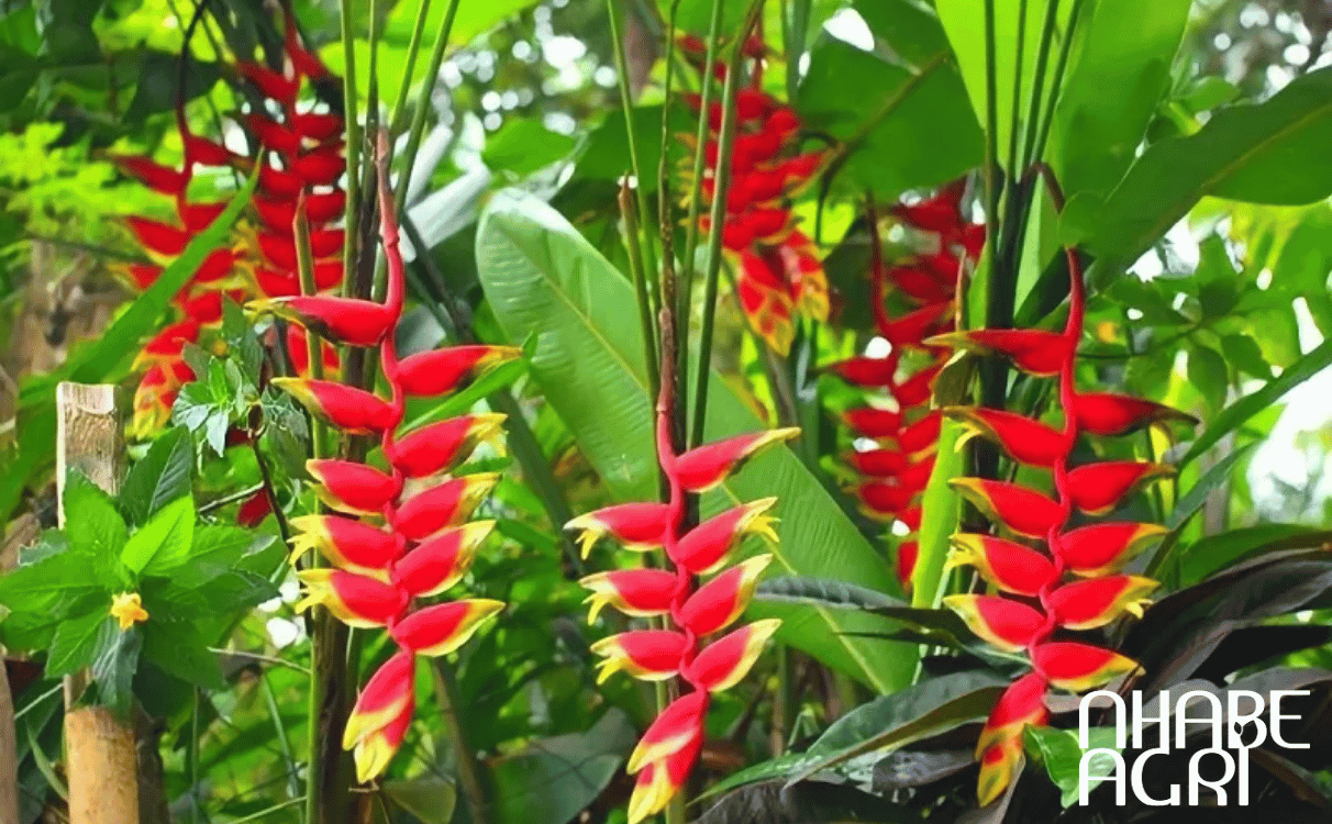ý nghĩa phong thủy cây chuối cảnh ý nghĩa phong thủy cây chuối cảnh