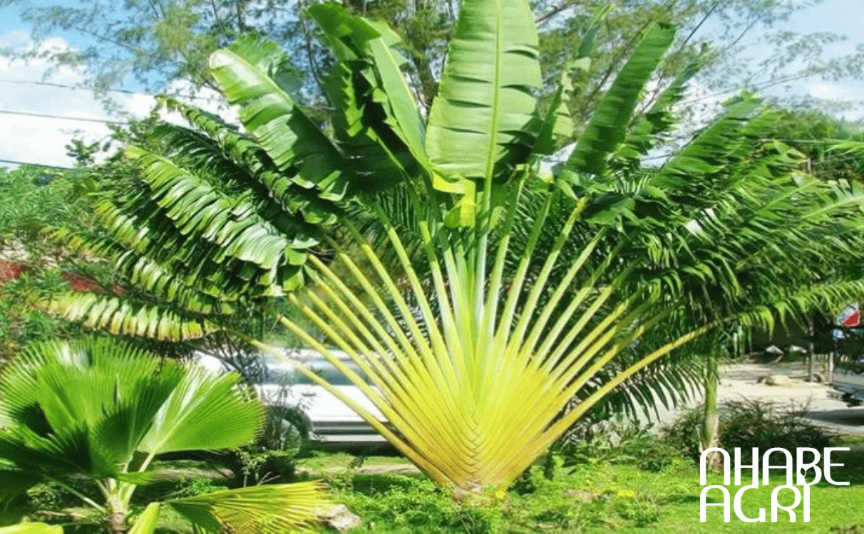 cây chuối cảnh cây chuối cảnh