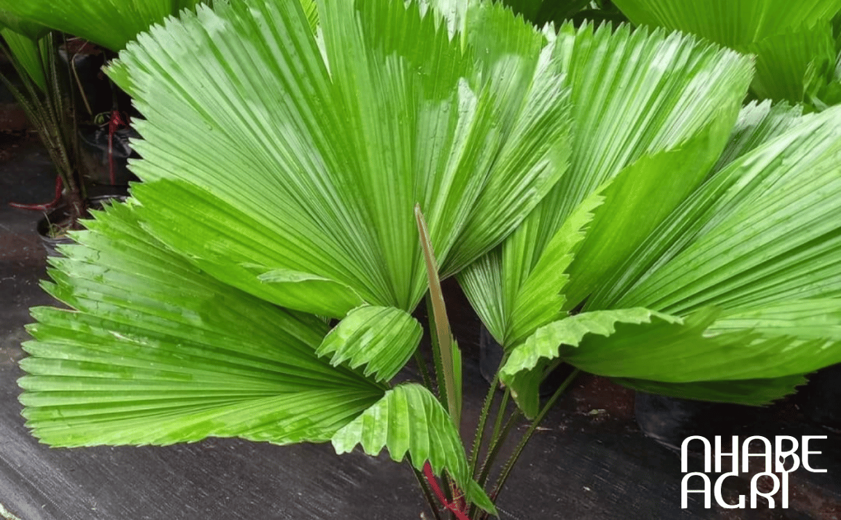 bón phân cho cây cọ nhật bón phân cho cây cọ nhật