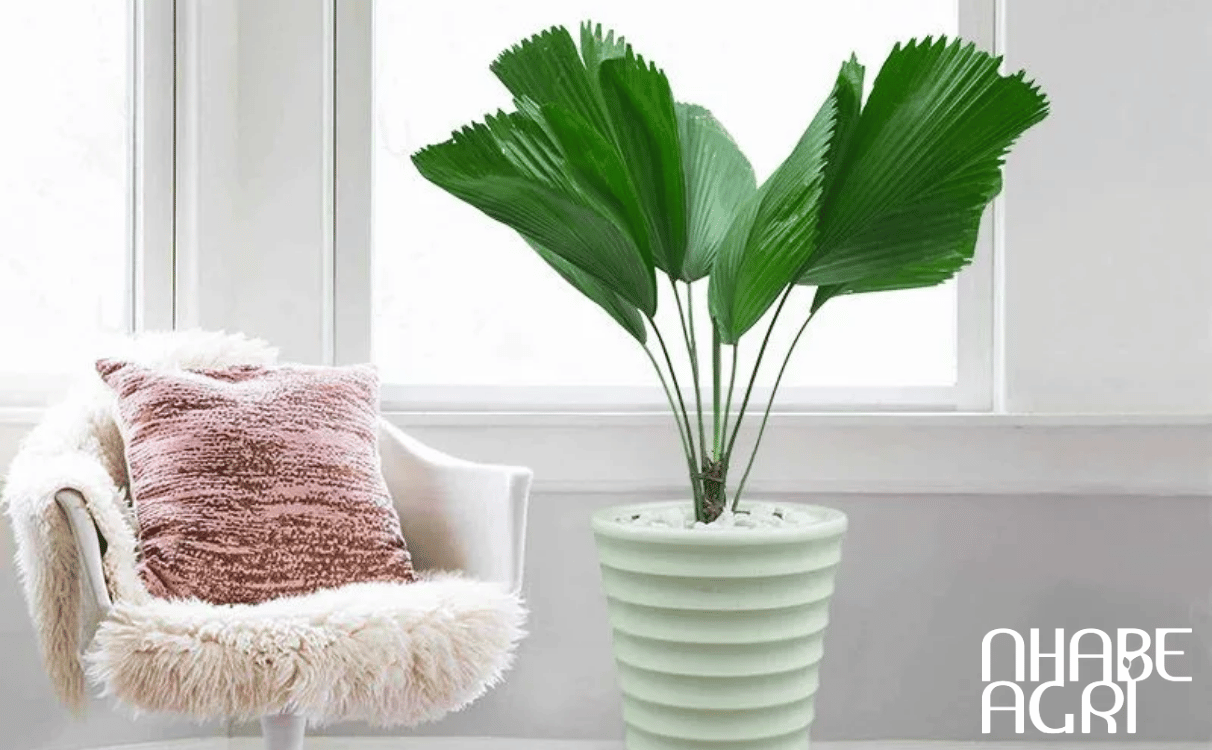 cây cọ nhật trong phong thủy cây cọ nhật trong phong thủy
