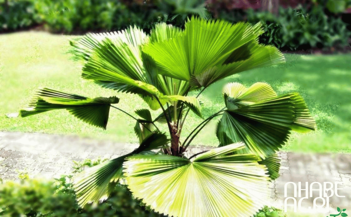 ý nghĩa cây cọ nhật ý nghĩa cây cọ nhật