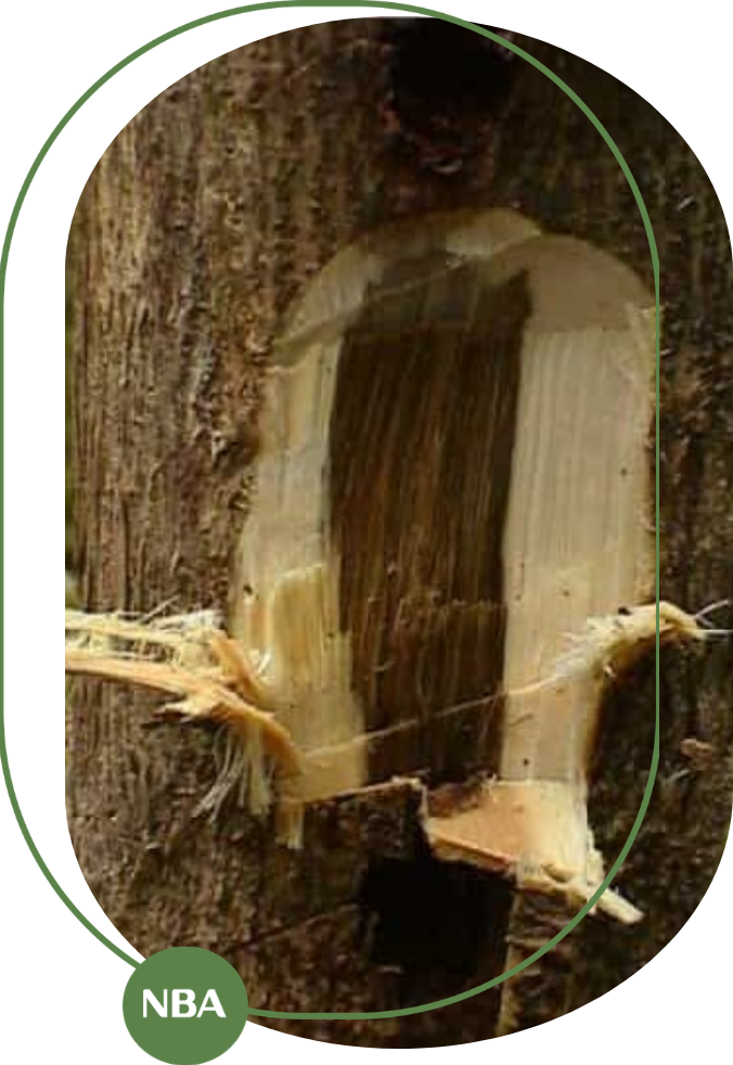 cây gió bầu