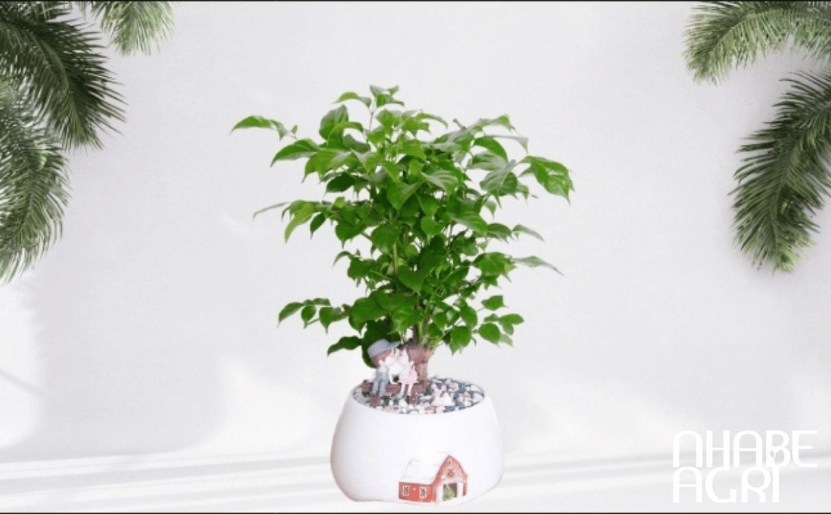 ý nghĩa phong thủy cây hạnh phúc
