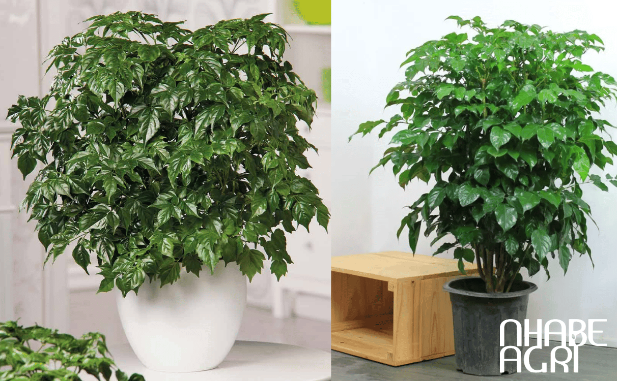 cách trồng cây hạnh phúc