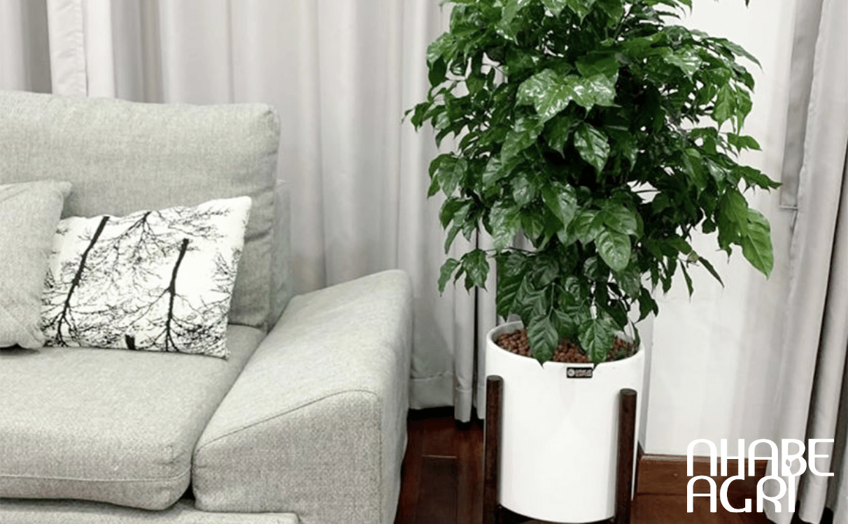 giá trị của cây hạnh phúc