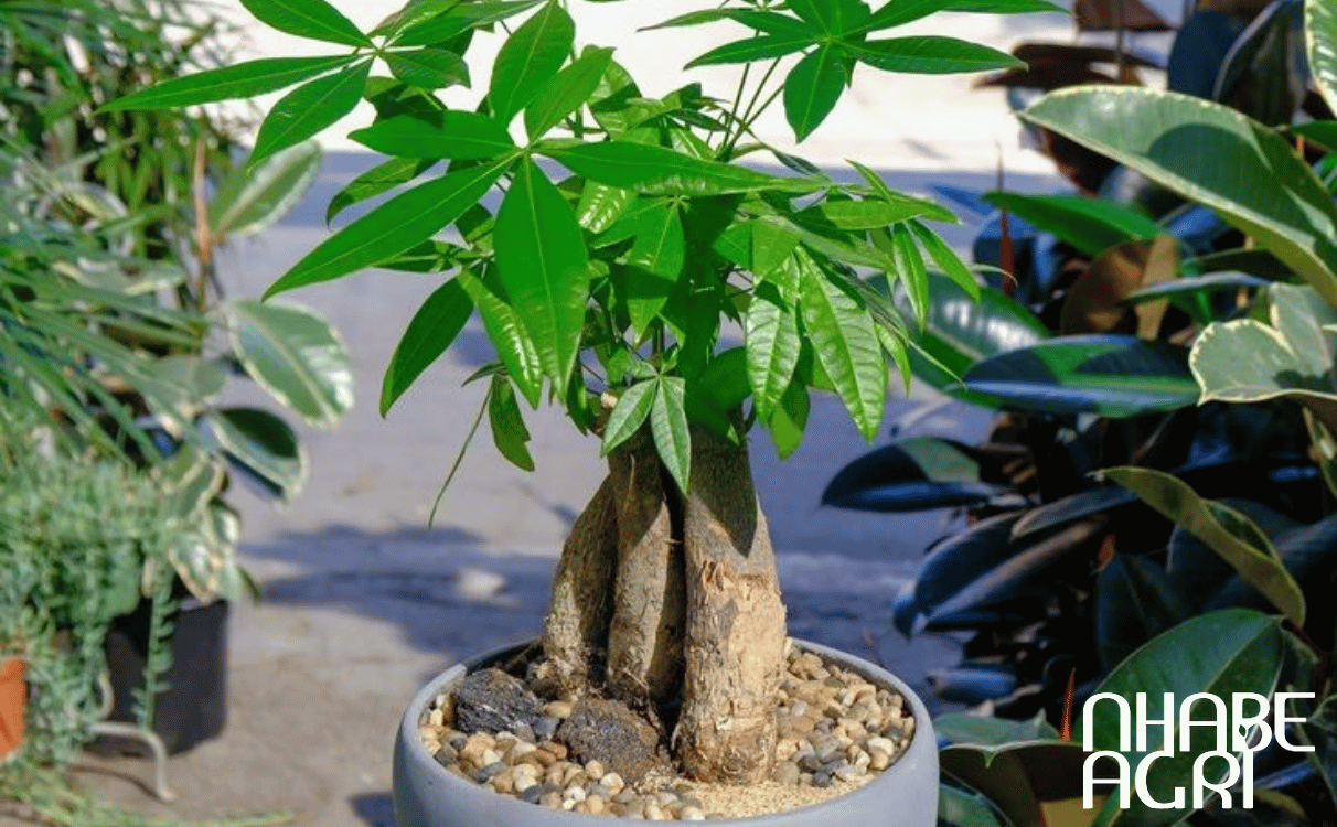 đặc điểm của cây kim ngân đặc điểm của cây kim ngân