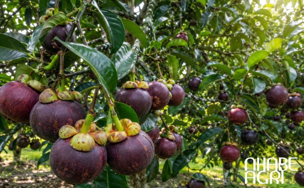 cây măng cụt